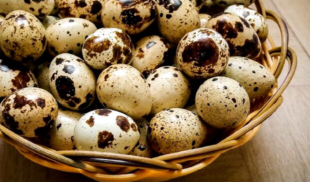 Перепелиные яйца. Фото: YouTube