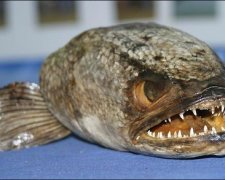 США атакует рыба из России: власти просят сразу убивать ее