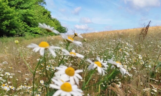 Жара в Украине. Фото: скриншот Youtube