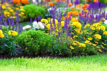 Какие растения способны предсказывать погоду. Фото: YouTube