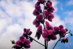 Орхидея. Фото: YouTube