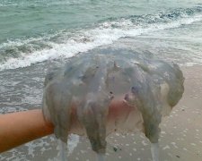 Громадные жалящие медузы атакуют отдыхающих на пляжах Азовского моря. Видео