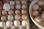 Домашні яйця на продаж, фото: youtube.com