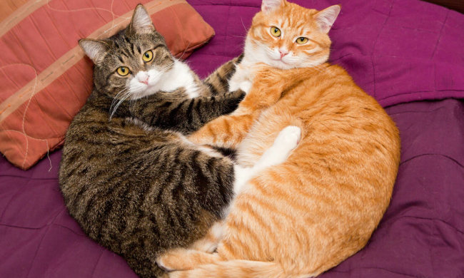 Источник: reviewjournal