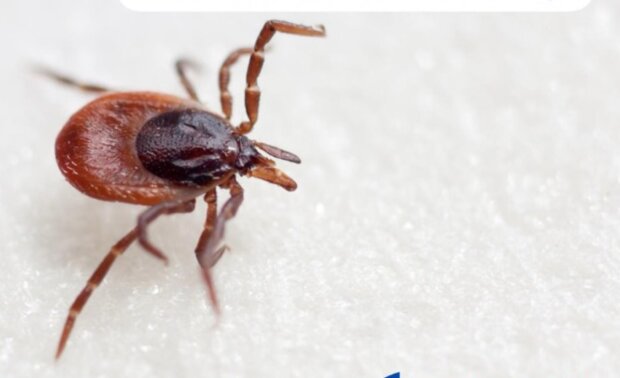 В Минздраве бьют тревогу: из-за нашествия клещей – что нужно знать, как уберечь детей