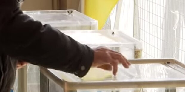 Выборы мэра Киева 2020: опрос показал фаворитов. Фото: скриншот YouTube
