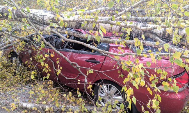 На авто рухнуло дерево