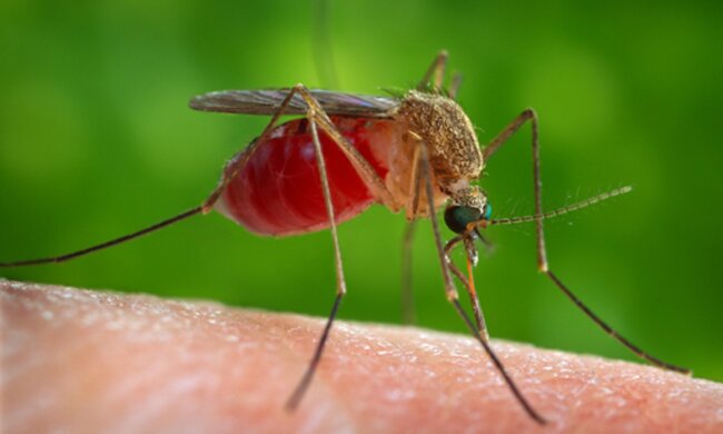 Это прорыв! Генетическое оружие уже испытали на комарах