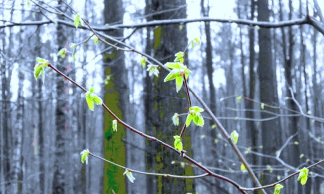 Погода в апреле. Meteoweb.ru