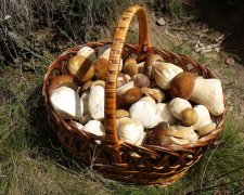 Топ-5 грибных мест: названы лучшие леса, где грибы можно собирать ведрами