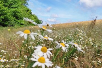 Спека в Україні. Фото: скріншот Youtube