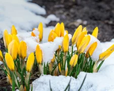 Сніг навесні, мороз, погода. Фото: Telegram