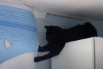 Сеть потешается над "котом-помощником". мастерски обрывающем шторы. Фото: скриншот YouTube