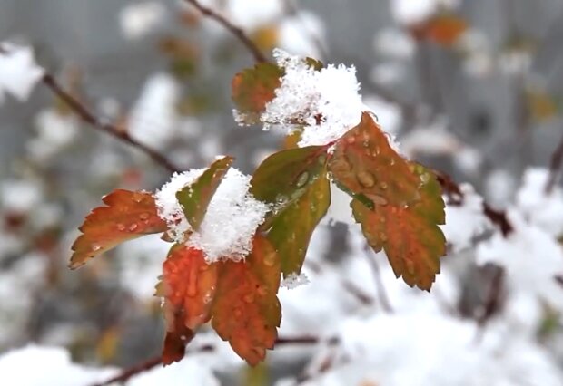 Первый снег.  Фото: скриншот YouTube-видео