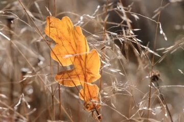 Природа. Фото: YouTube, скрін