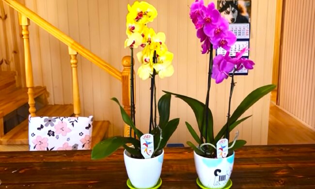 Орхидея. Фото: YouTube