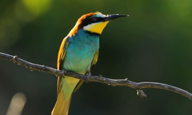 Птах. Фото: скріншот YouTube-відео