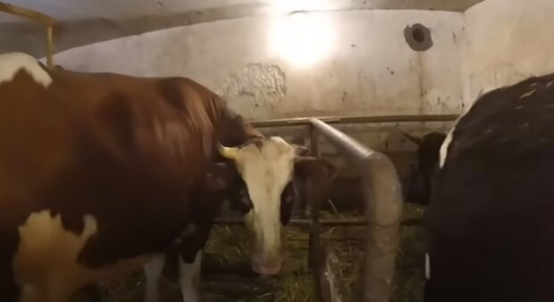 Корова. Фото: скриншот YouTube-видео