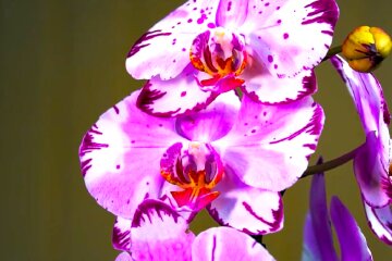 Орхидея. Фото: YouTube