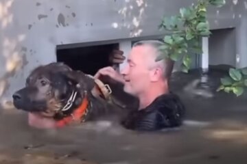 Порятунок тварини у Херсоні. Фото: скріншот YouTube-відео