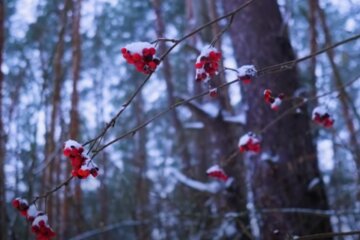 Природа. Фото: скриншот YouTube-видео