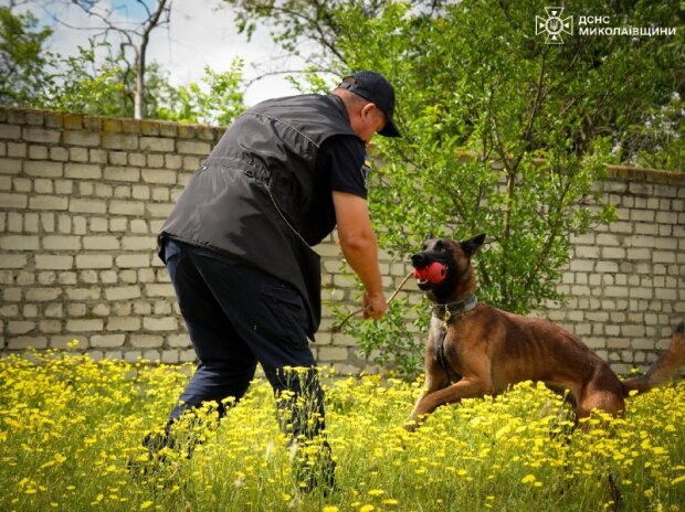 Службовий пес Паша з наставником Віктором під час підготовки