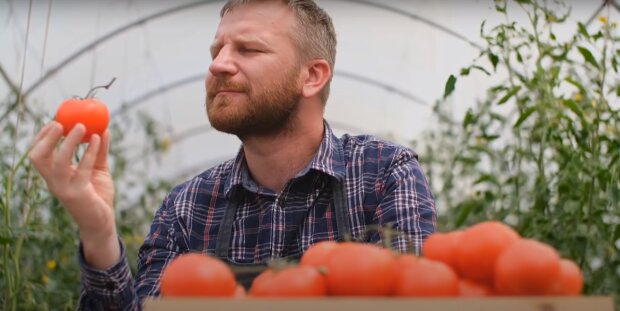 Почему помидоры ни в коем случае нельзя хранить в холодильнике