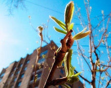 Выбрасывайте куртки, будет тепло: прогноз погоды в Киеве на 29 апреля