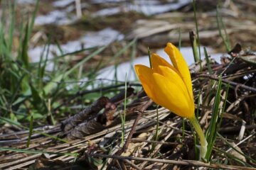 Весна, погода, синоптик. Фото: Telegram