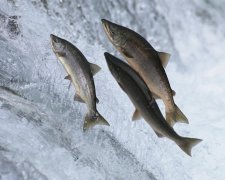 Норвегию атакуют лососи. Рыбы просто сошли с ума. Видео