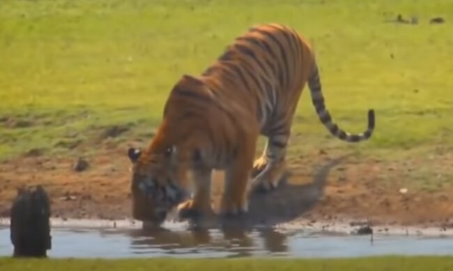 Тигр. Фото: скріншот YouTube-відео