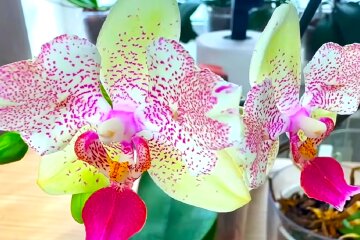 Орхідея. Фото: YouTube