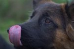 Сеть насмешило поведение собаки при виде обедающего хозяина. Фото: скриншот YouTube