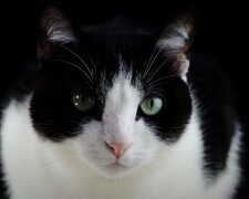 Котик. Фото: YouTube, скрин