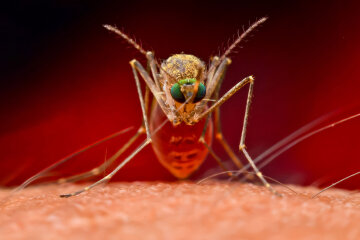 Как избавиться от укуса комаров