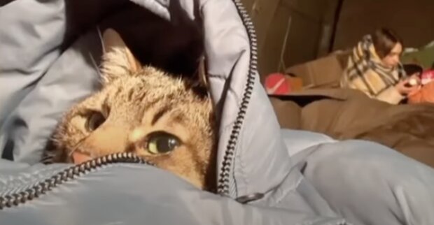 Кот-блогер в борьбе за жизнь: знаменитый харьковский кот Степан покинул Украину