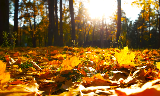 Синоптик Диденко предупредила о погоде в Украине 18 ноября