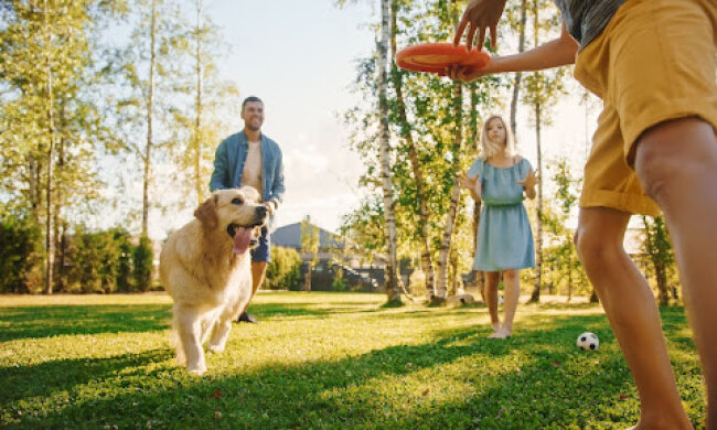 Веселые игры с собакой: развлечение для всей семьи