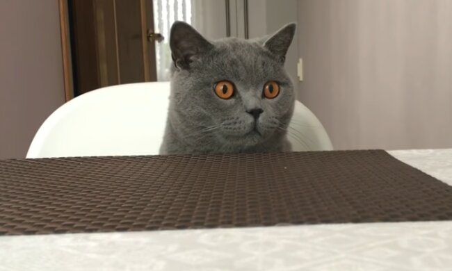 Любопытный кот. Фото: youtube