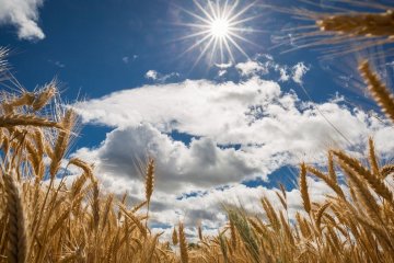 В Украине будет субтропический климат