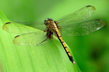 Ученые при помощи мозга стрекозы создадут новейшие системы обороны