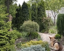 Шкідники в саду: чому черемха може стати проблемою для вашої ділянки