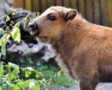 Зубричка Юкка народилася у Київському зоопарку