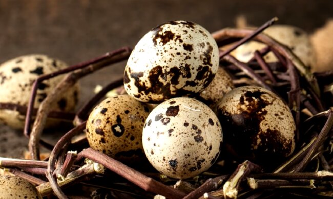 Перепелині яйця. Фото: YouTube