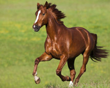 В сети показали женщину-коня: скачет на четвереньках и перепрыгивает заборы