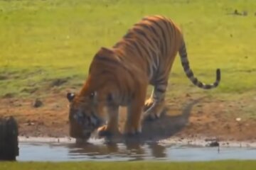 Тигр. Фото: скріншот YouTube-відео