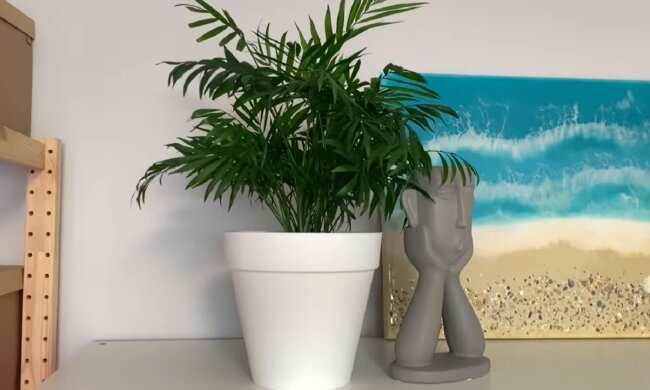 Кімнатні рослини. Фото: YouTube