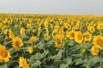 Жара в Украине. Фото: скриншот Instgaram