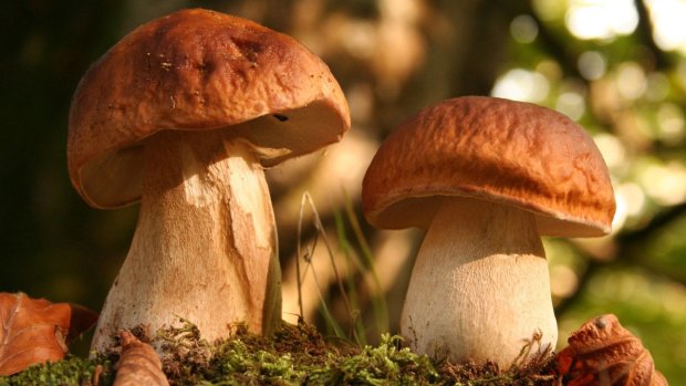 Самые полезные грибы: специалисты рассказали, что лучше всего собирать