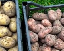 Картопля. Фото: скріншот YouTube